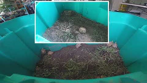 THE GOPHERUS POLYPHEMUS OR GOPHER TORTOISE FAIRY STRIKES AGAIN!