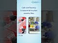 Ever wonder why keeping an eye on cell density is crucial? #Celldensity #Cellculture #researchlab