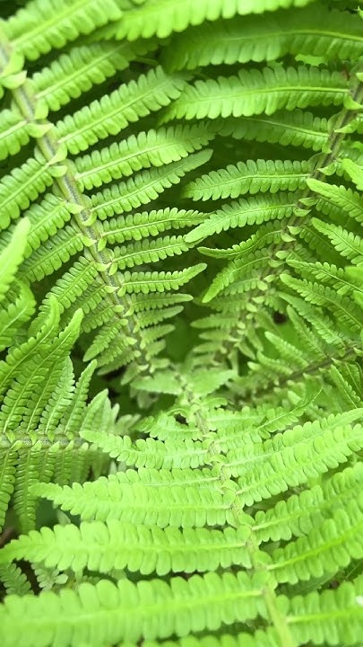 Красивый папоротник 🌿 #папоротник #юмор #природа #цветы #подпишись # ...
