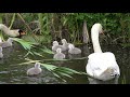 MUTE SWANS AT DOXEY MARSHES 4K