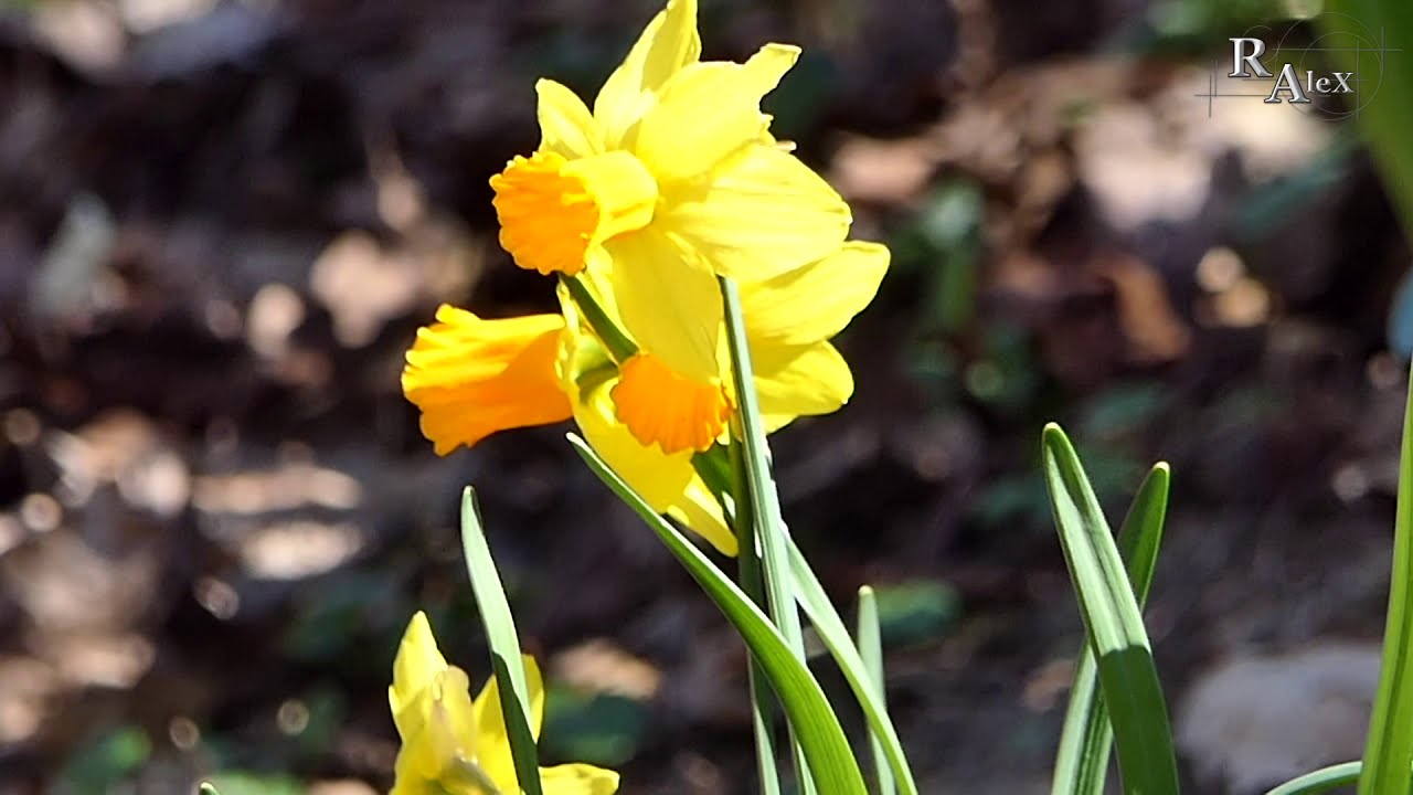 Bayreuth Tierparks Rohrensee.