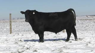 Lot 11 - S S Profile L4 - AAA 20715514