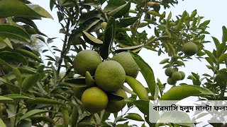ভেয়তনামি বারমাসি হলুদ মালটা ফল সহ গাছ।। রসালো মালটা গাছ