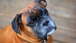 Boxer 101 Introduction to the Breed by Doggoland USA 134 views 4 weeks ago 4 minutes, 3 seconds