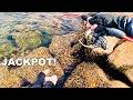 Found a Giant Rockfish in a Hole!