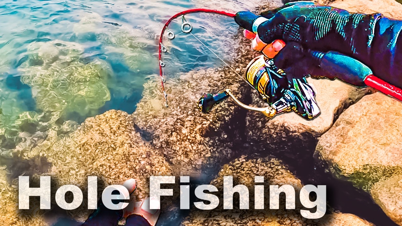 Нашёл гигантского каменного окуня в расщелине!