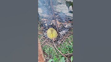 Buổi trưa cần thủ, cá nướng chui, sầu riêng nướng cháy 🤣 #fishing #caucathugian #fish #cuoccauca