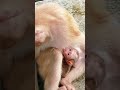 #monkey #monkeysr #monkeysr #animals #babymo #babymonkey #cute #monkeybusiness #funny #baby