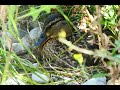 A duck built a nest on our pond - will we see some cute little ducklings?