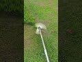 #shortsfeed