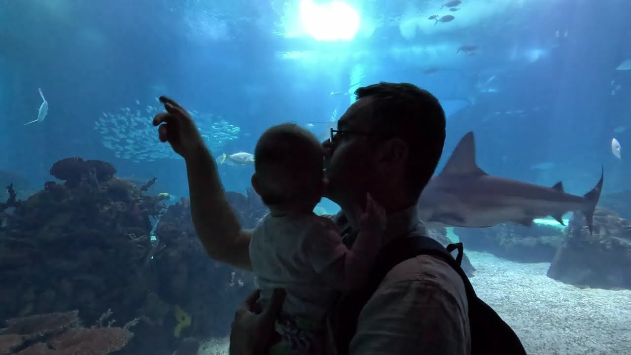 Oceanario de Lisboa - jedna z najważniejszych atrakcji Lizbony dla rodzin z dziećmi