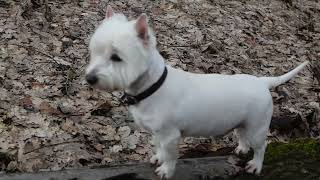 West Highland White Terrier (Westie) Bobby. Awakening of nature