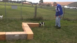 Tenterfield Terrier learns Earthdog for the first time 5