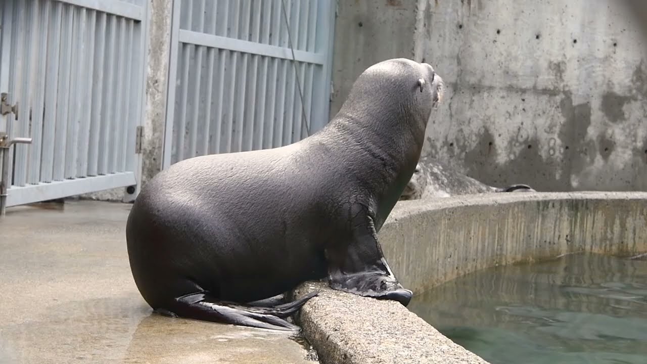 Pepper the sea lion pup meets her harbor seal roommates