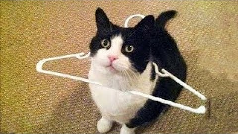 Error 404: Brain Not Found – Cats that threaten our society