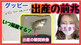 グッピーの寿命の前兆 水上で暮らすグッピーママ Youtube