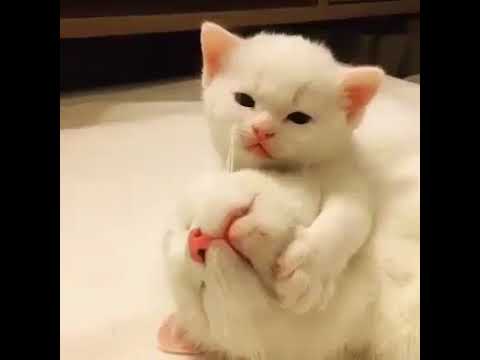 قطة-جميلة--حالات-واتس-اب-2018--cute-cate