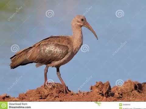 Hadeda lbis African Bird mating call