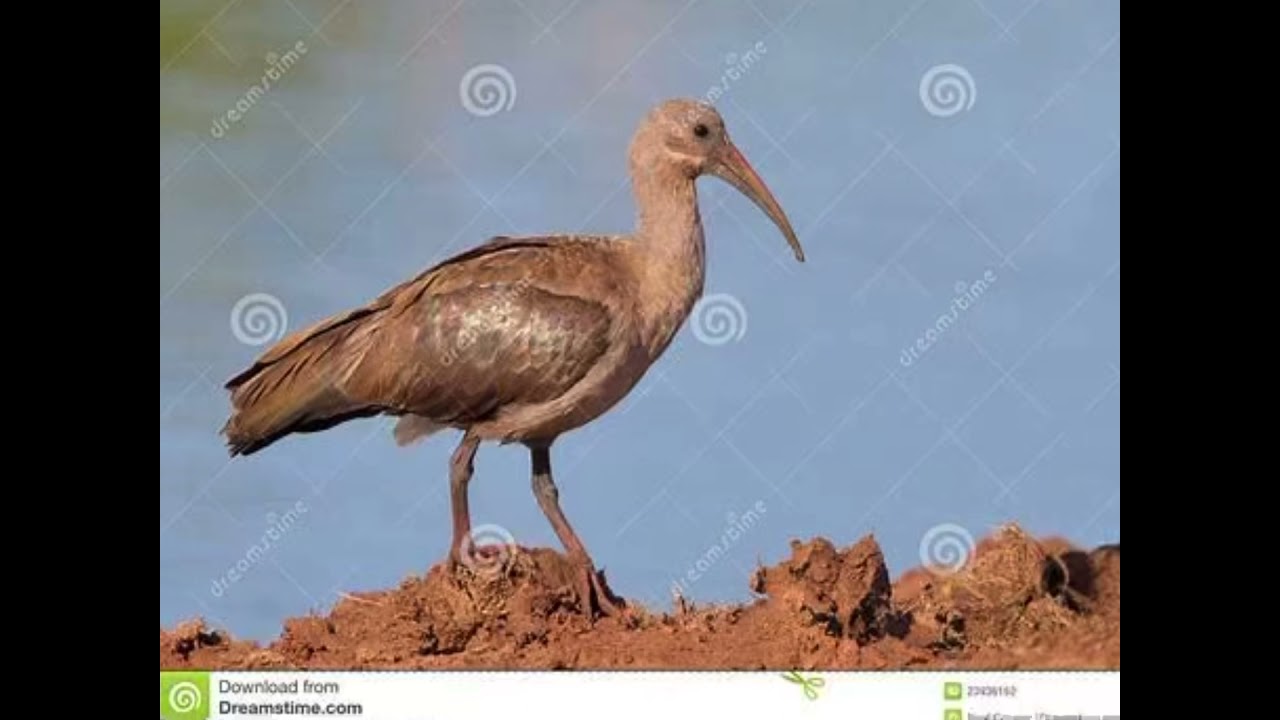 Hadeda lbis African Bird mating call