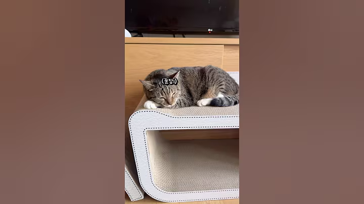 고양이가 다니는 회사 복지