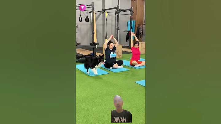 Adorable Dog Changes the Rules at the Gym #shorts