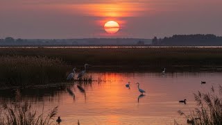 İki Keklik - Enstrümantal Fon Müziği Resimi