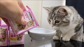 100日ぶりのミルクがうますぎてガブ飲みしちゃうもち猫…