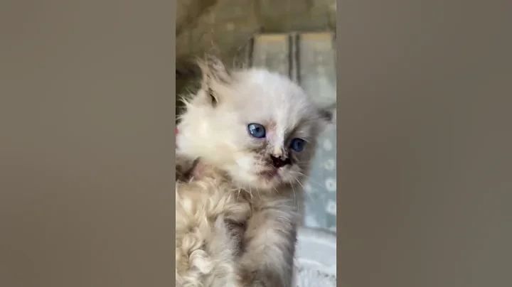 Watch the video about Persian Cat For Sale😻 | Himalayan Cat fo sale kegalle | 0716635872 WhatsApp call #persiancat