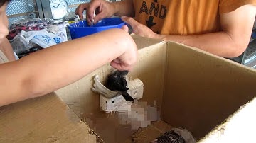 The A Class Swiftlet Farmer