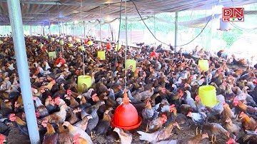 Nhiều mô hình liên kết giữa người sản xuất với doanh nghiệp, hợp tác xã theo chuỗi được triển khai