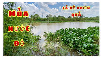 Ngọn Sông Trăng. Dòng Nước Lũ Chảy Xiết,Nơi Bí Ẩn Có Nhiều Con Cá Rô Đồng Cỡ Lớn  Đi Tìm Mồi.Fishing