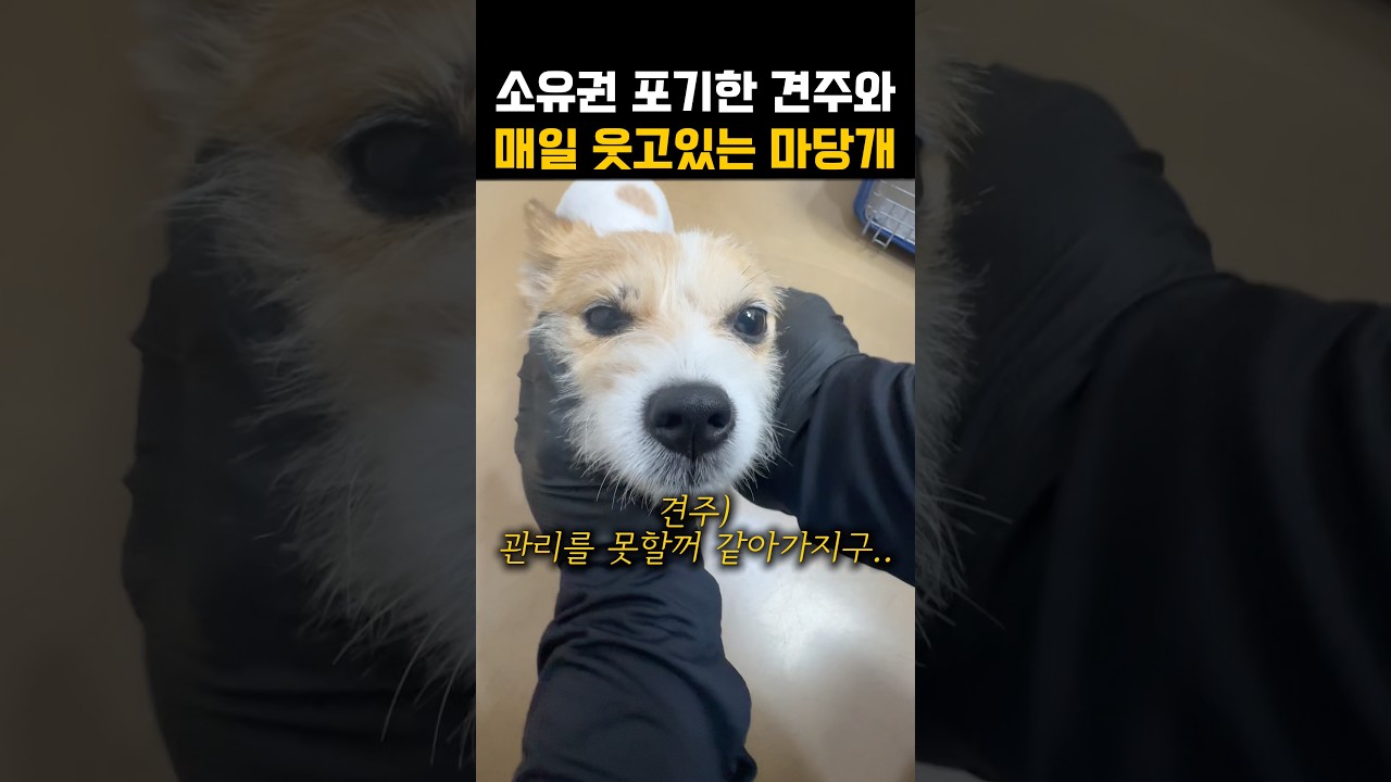 소유권을 포기하신 견주와 해피바이러스 마당개