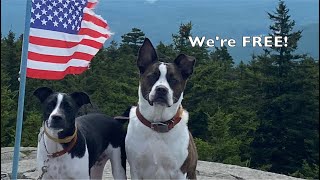 Happy Independence Day! by Bark Busters Home Dog Training Fort Myers 78 views 8 months ago 1 minute, 39 seconds