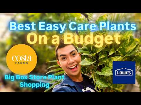 Big Box Store Plant Shopping Lowes Restocks Costa Farms and Budget Hacks Early Fall Seasonal Plants