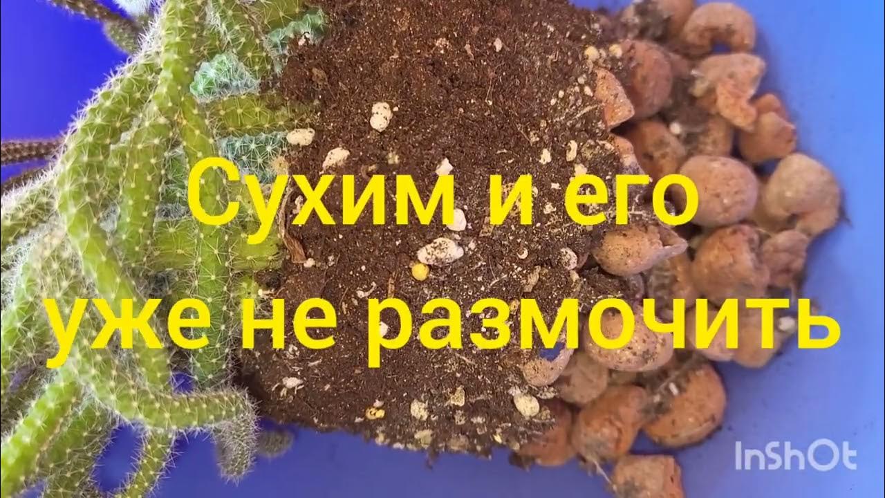 Апорокактус плетевидный. Крысиный хвост. 18.05.2023. - YouTube