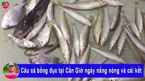 Câu cá bống đục tại Cần Giờ ngày nắng nóng và cái kết | goby fishing | Thanh Phúc Vlogs