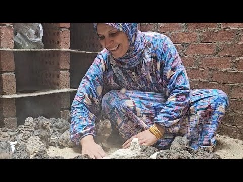 ناس كتير سئلتني عن السمان النهارده هحكيلكم تجربتي في تربيه السمان ورايي فيه