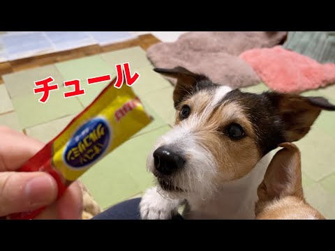 チュールを美味しそうに食べるジャックラッセルテリアが楽しい😊
