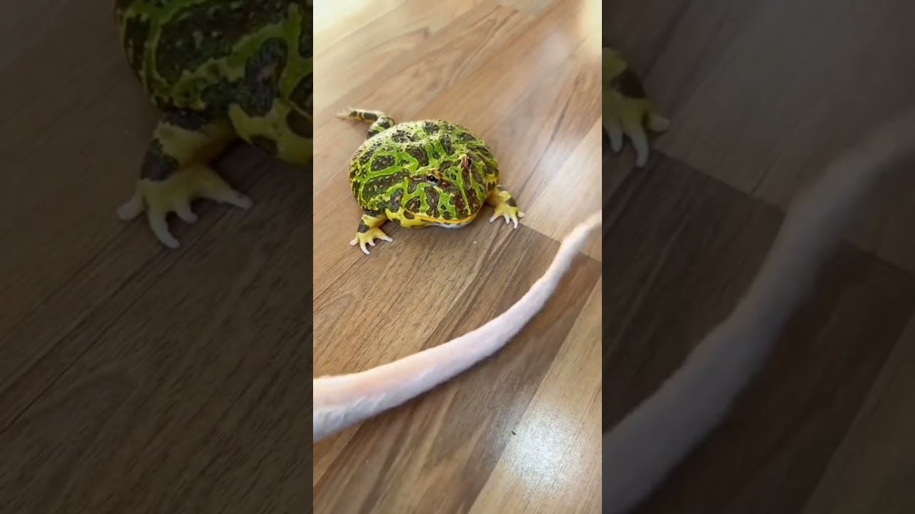 The frog bites the cat's tail 