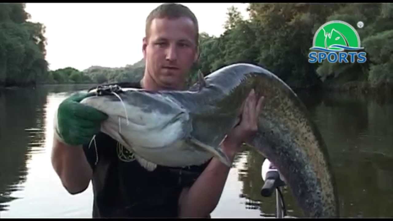 Vábenie sumcov - Ako vábiť sumce? Výbava, príprava, lov vábením