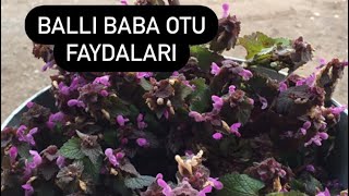 Ballı baba otu FAYDALARI Resimi