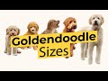 Which Goldendoodle Size? 🐶 Mini 🐶 Medium 🐶 Standard 🐶