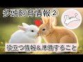 うさぎの多頭飼育②　役立つ情報＆準備すること
