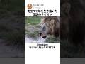 野生で19年を生き抜いた伝説のライオン