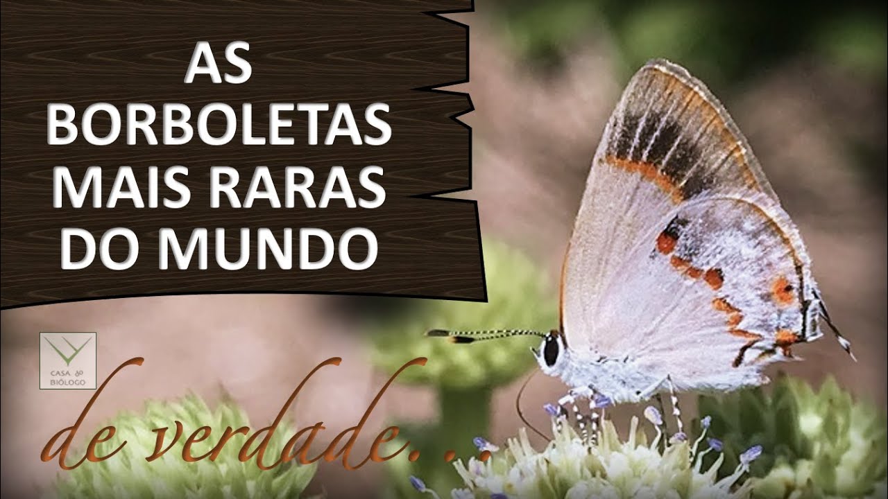 As borboletas mais raras do mundo
