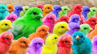 Menangkap ayam lucu, ayam rainbow, ayam warna warni, bebek, kelinci, hamster, marmut, kura kura