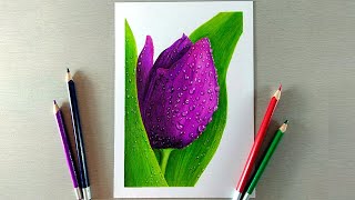 Drawing a Tulip with Colored Pencils