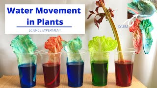 Xylem in Plants | How Water Moves Up the Stem | Water Movement in Plants | Science Experiment screenshot 5