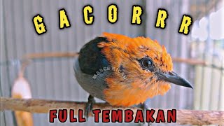 Burung kemade gacor/cit keres gacor full isian full tembakan