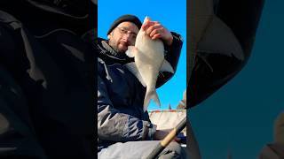 Реально Большой Лещ